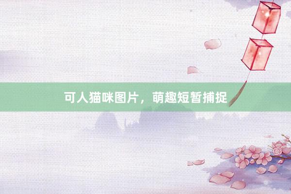 可人猫咪图片，萌趣短暂捕捉